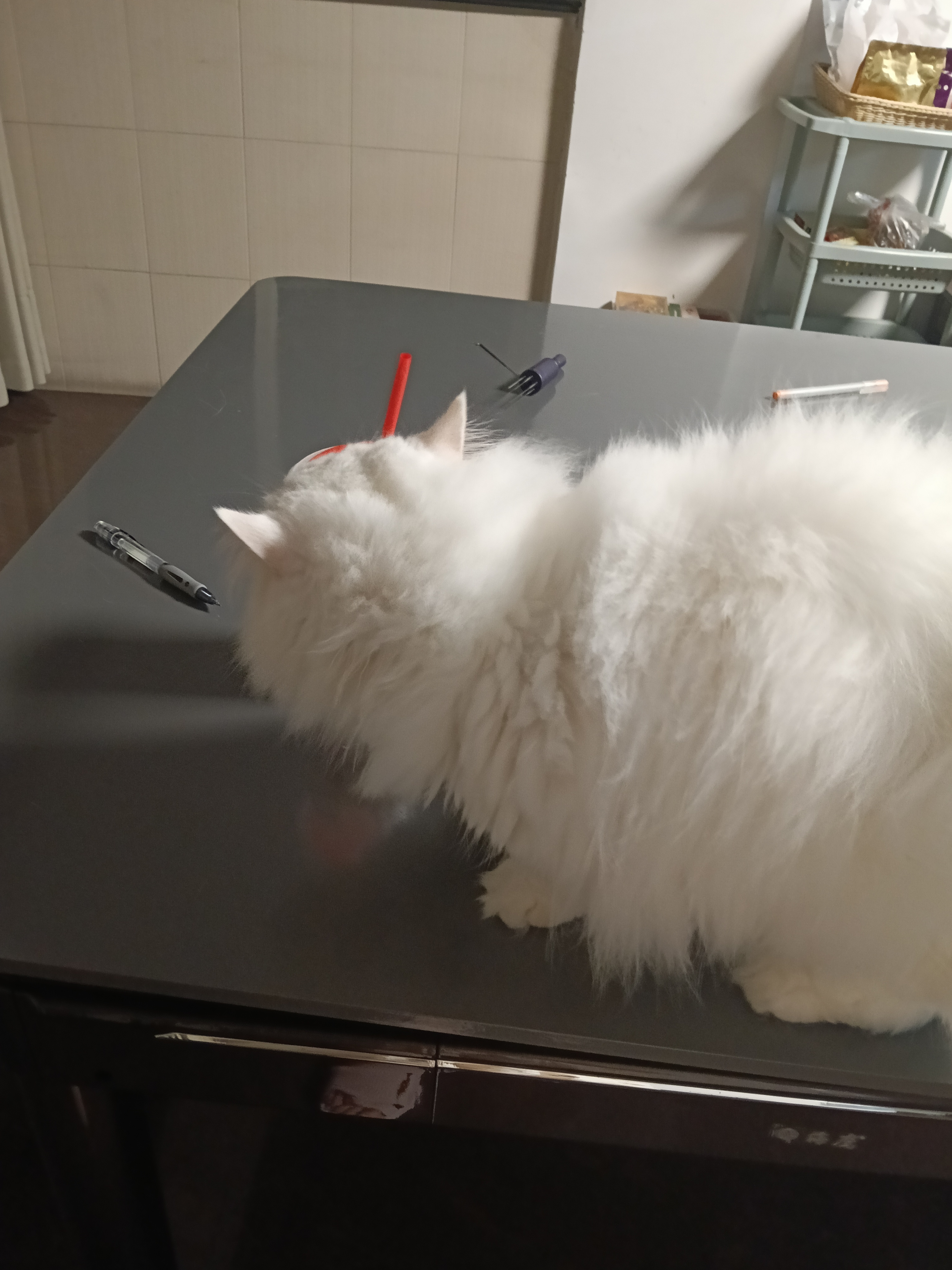 猫猫也很喜欢吃茉莉奶绿呢 