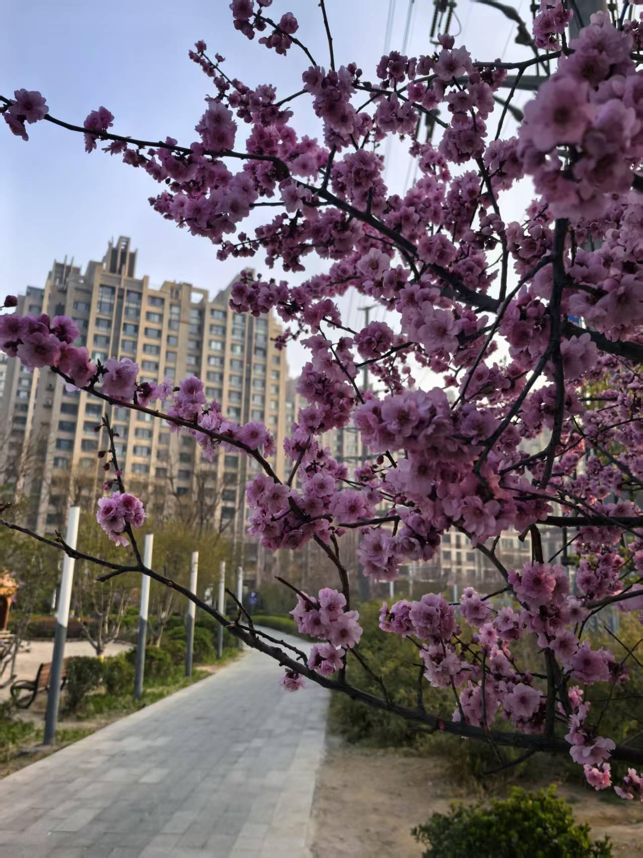 我是做工程造价的，是一名从业多年的资深注册造价师。昨天看到张雪峰老师心梗发作突然