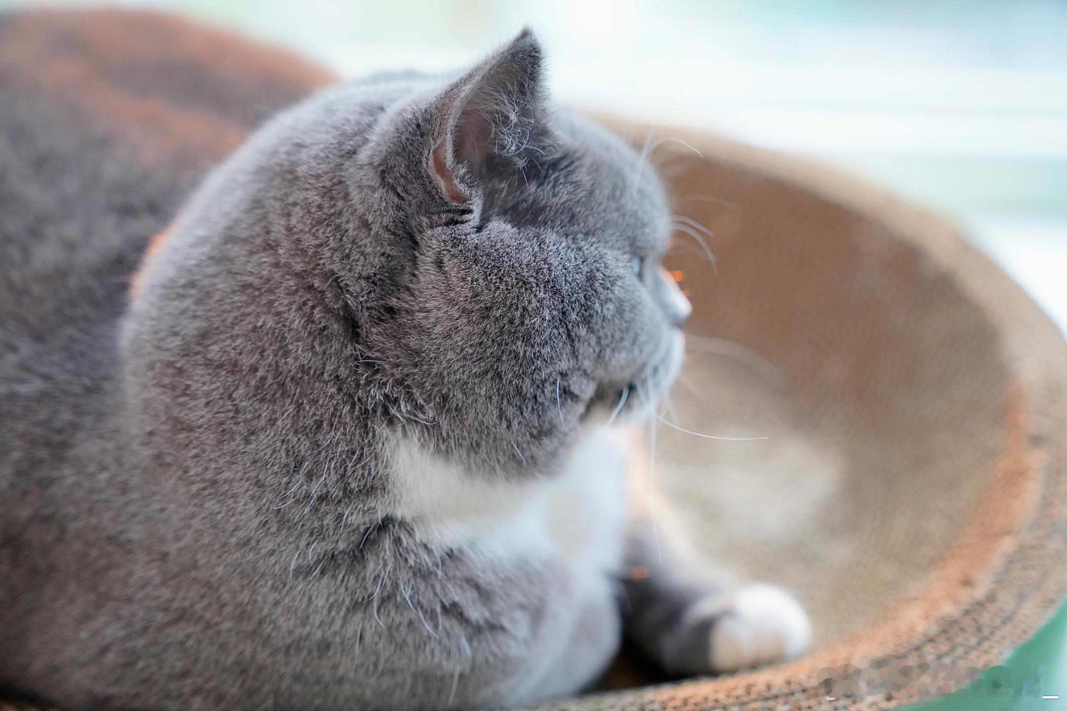 周末愉快☕[鲜花]🐈 ​​​