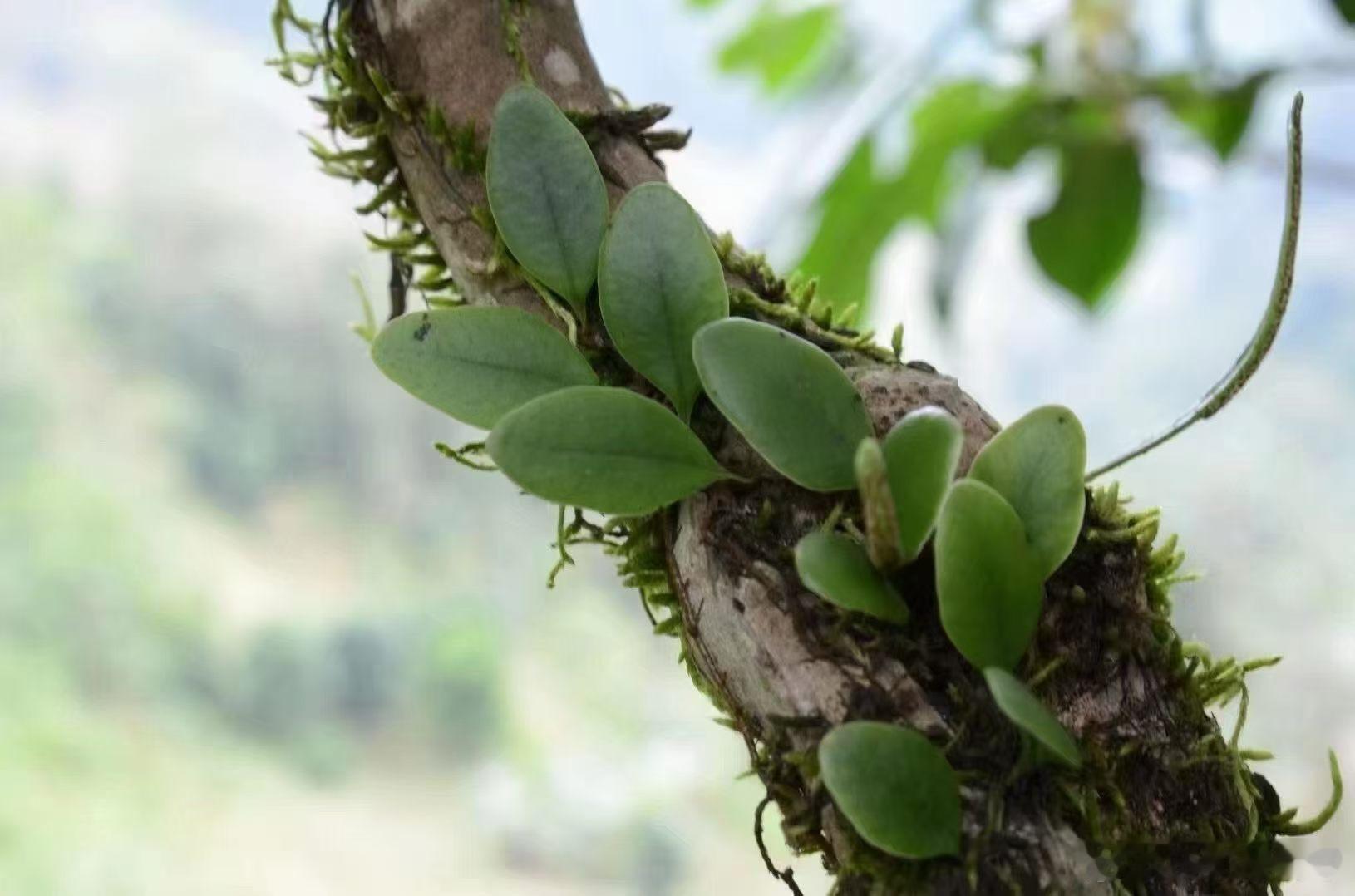 森林里的野生植被孕育了沉静而丰富的茶韵，雀咀野韵而沉静 