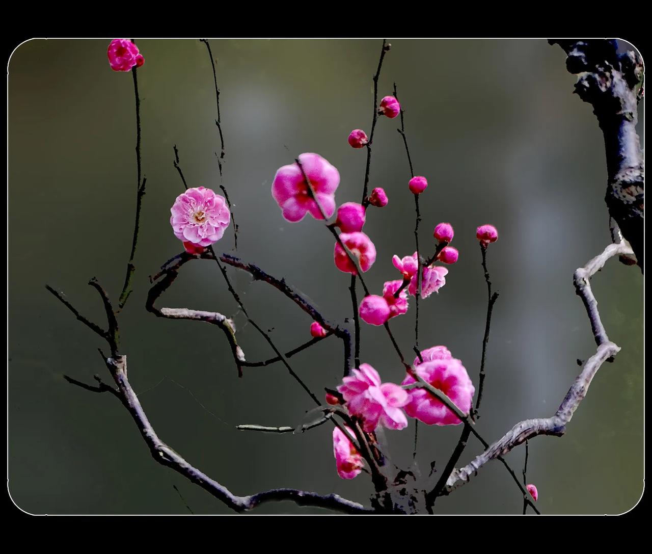 《立春，红梅》
今日立春。
立春时节，红梅最是动人。百花争艳时它或许不那么起眼，