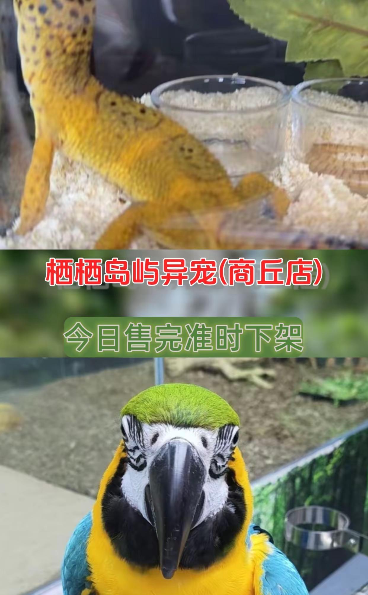 栖栖岛屿异宠(商丘店)爬宠线下体验 鹦鹉专区 爬宠奇遇 同城鹦鹉爱好者