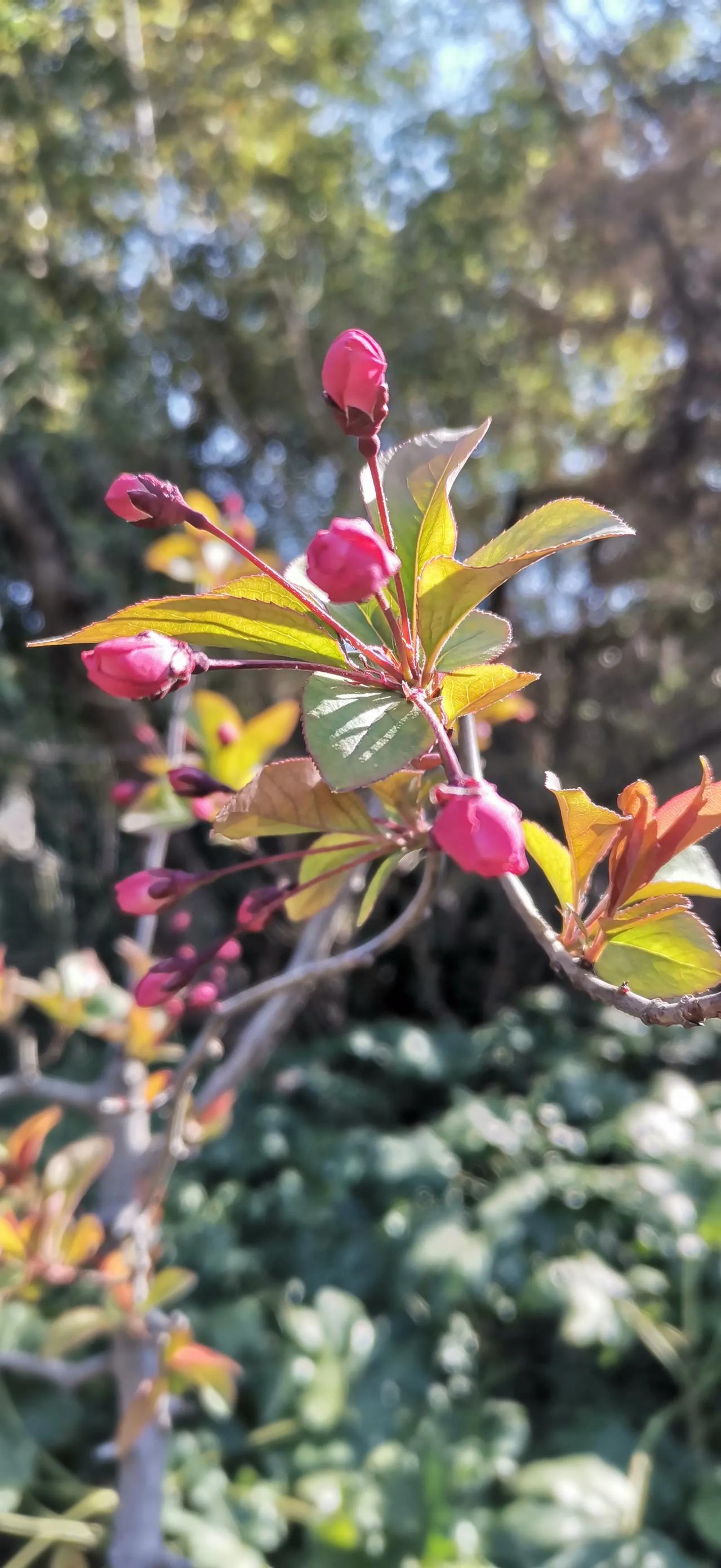 随手拍的最美海棠花