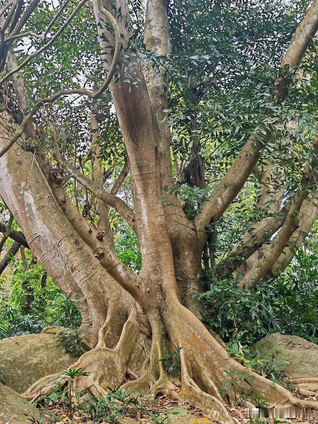 小姑子今年50出头，刚做完心脏支架手术，身体虚弱，最近在大姑姐家暂住。

月初，