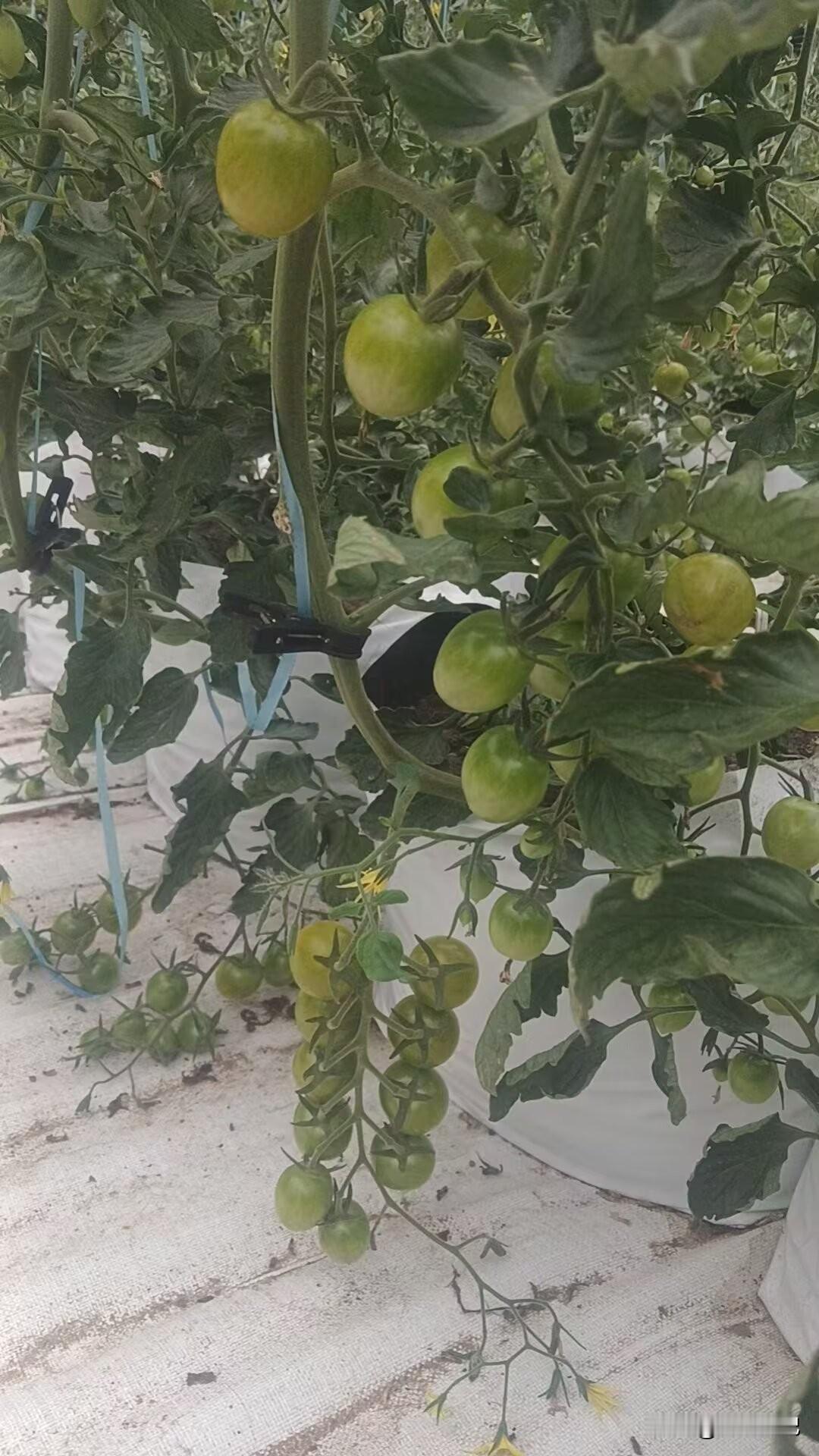 我和豆包AI的那些“相爱相杀”

自从用了豆包，我的智商就反复被按在地上摩擦。