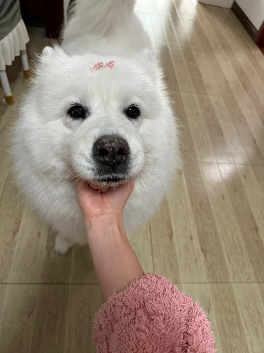 饺子馅猪咪终于舍得从她的饺子皮窝里出来了