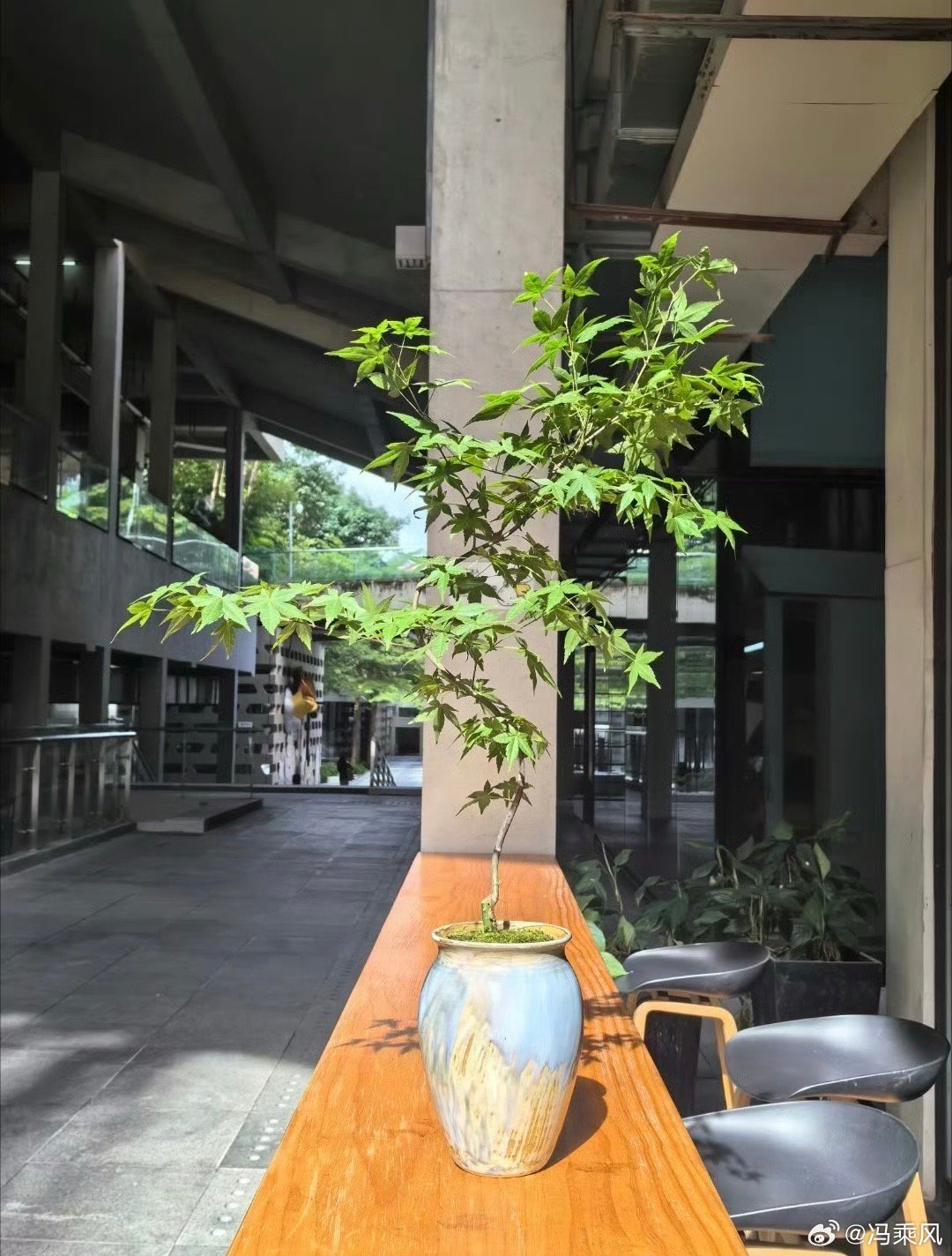 跟着赵老师学，把我流泉搬出去晒，搬出去的时候好好的，搬回来就一直掉叶子。。。赵百
