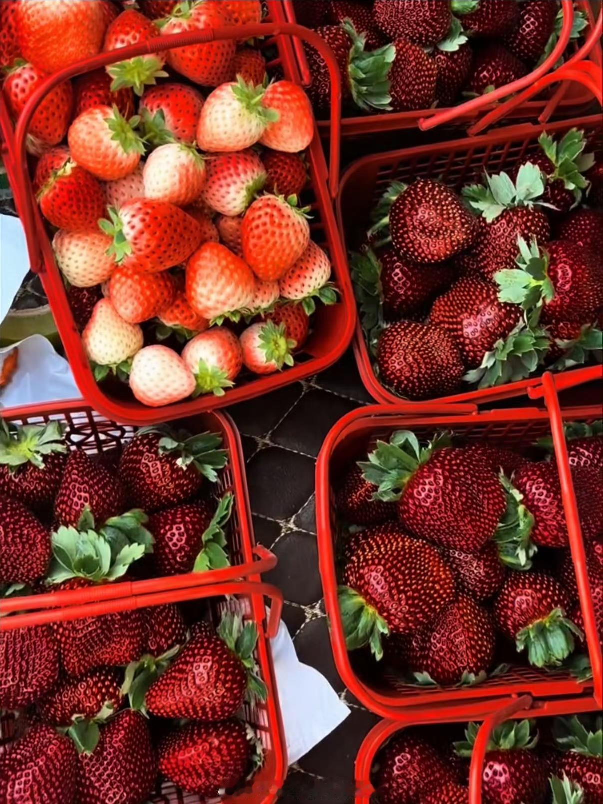 10元一斤的普通草莓和300元一斤的高端草莓，差的不只是价格，更是品种、种植与场