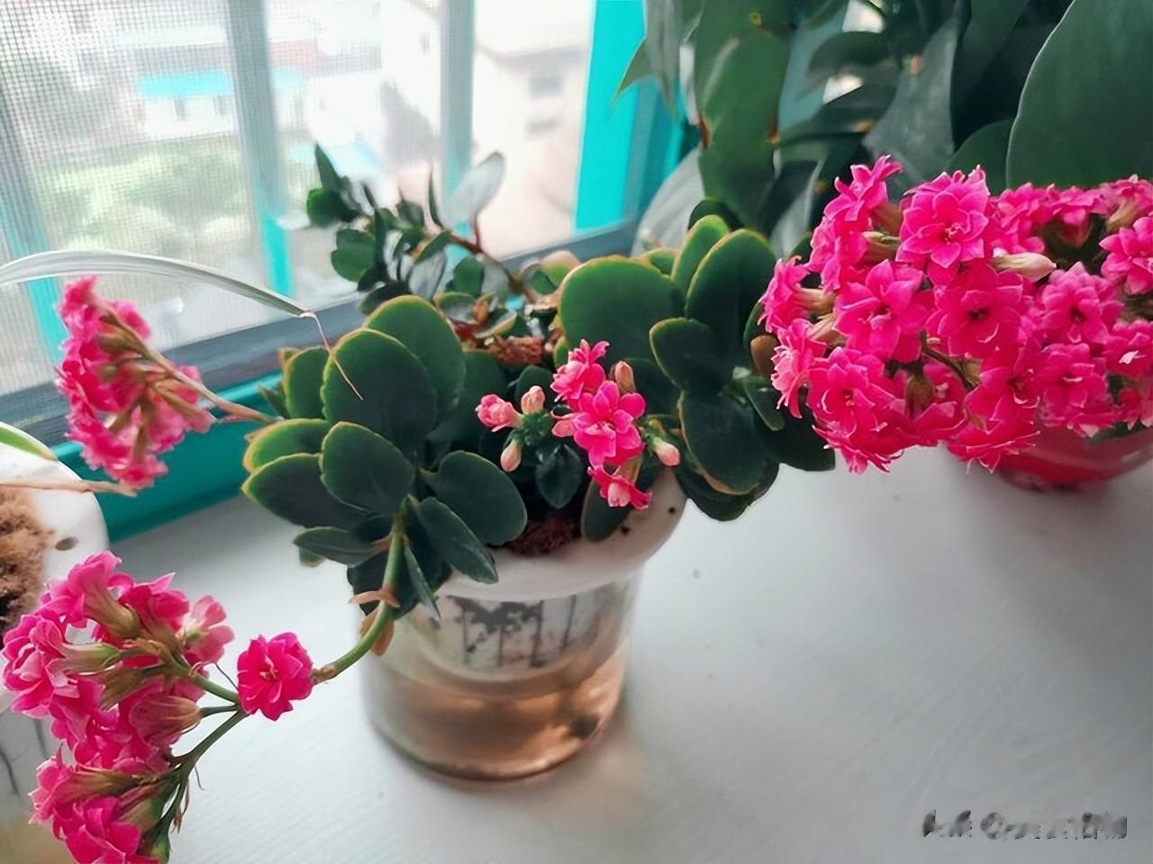 花盆里倒一碗，就算土壤硬得像石头，盆土立马透气疏松，太管用了
给花草施肥不一定需