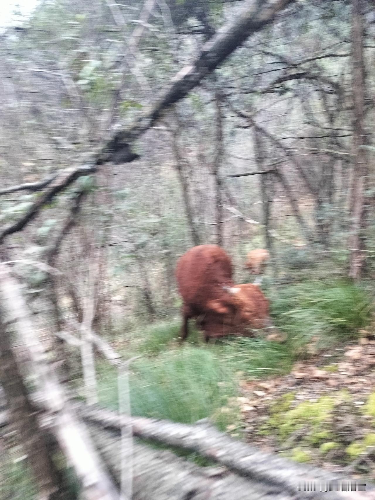 放牛的生活，在深山老林里散养牛羊