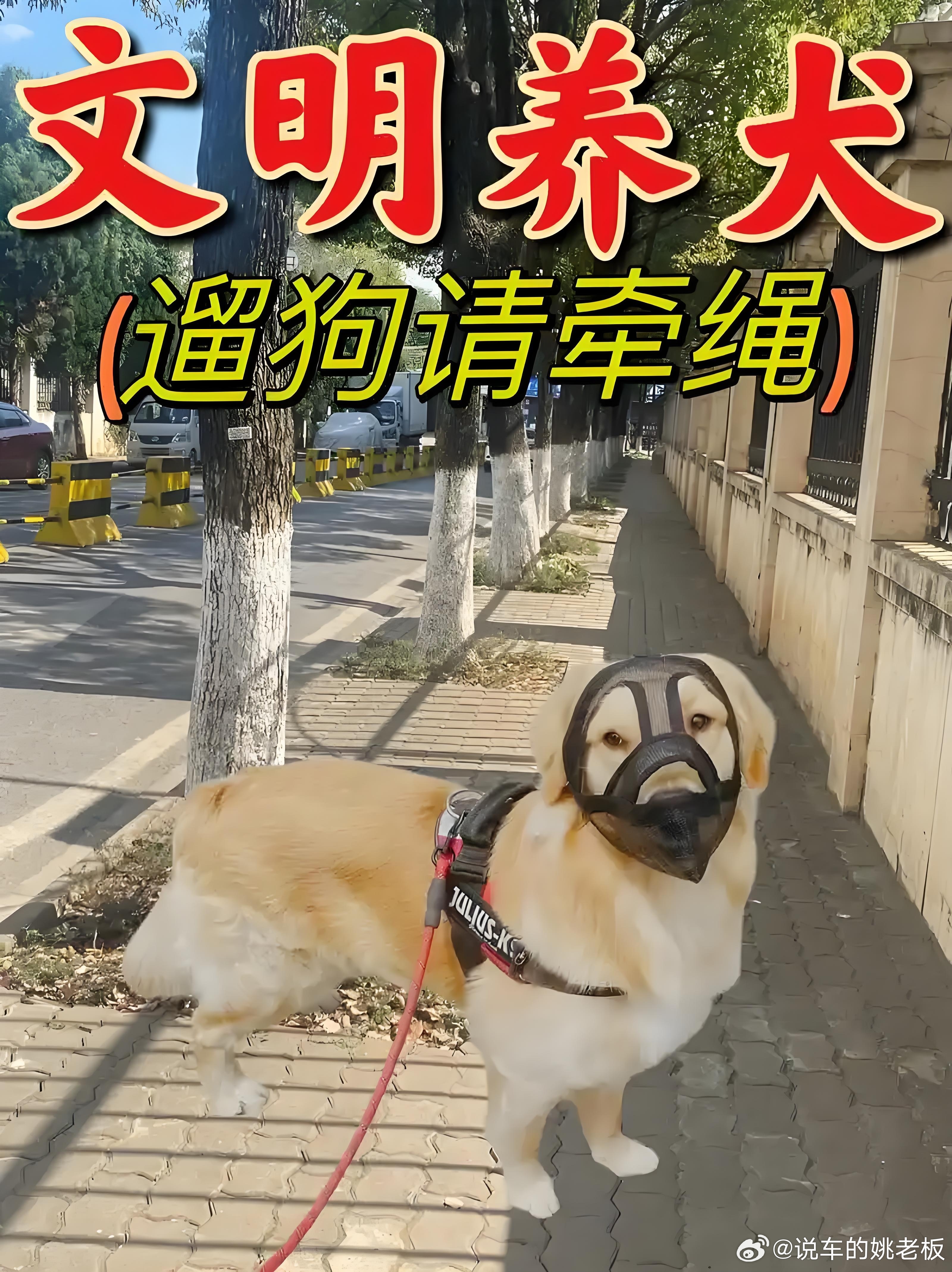 成都一小区投票表决扑杀流浪狗一个连遛狗栓绳都需要国家立法来约束的群体，现在却厚颜