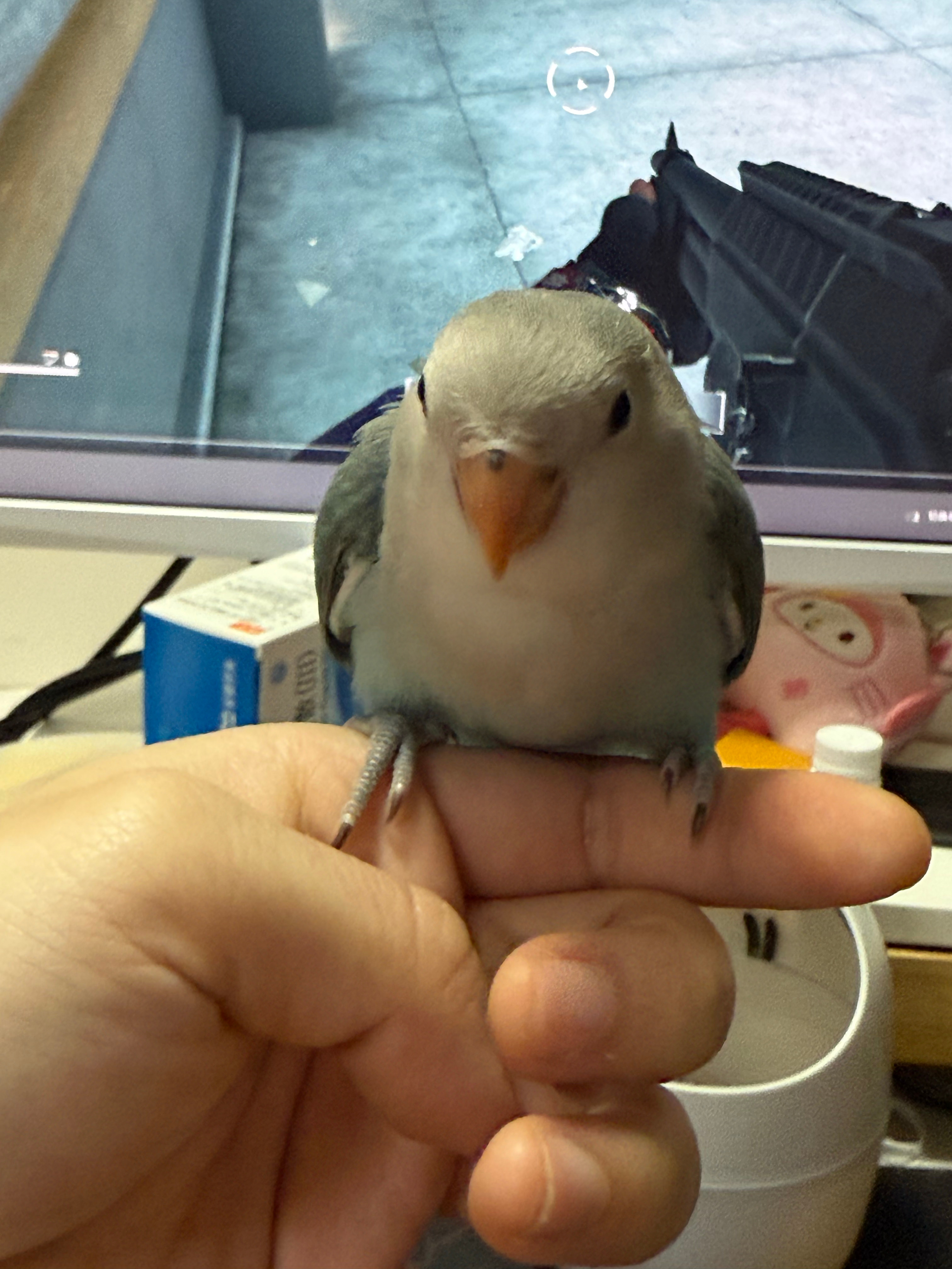 叫汤圆儿。很能吃。开始打单子了 