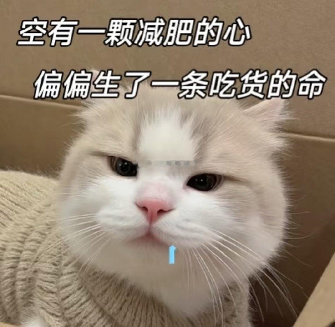 到底是谁在大东北啊啊啊啊啊！你们的八爪鱼拌面怎么可以这么香！还有那个蝴蝶结可颂，