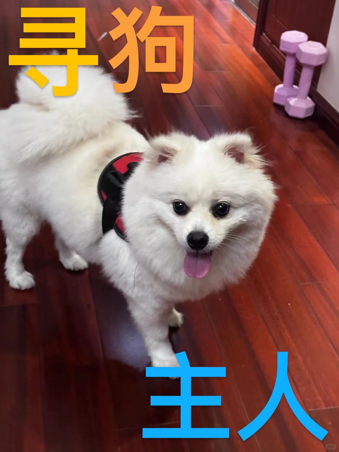它走过来的时候真的好乖
