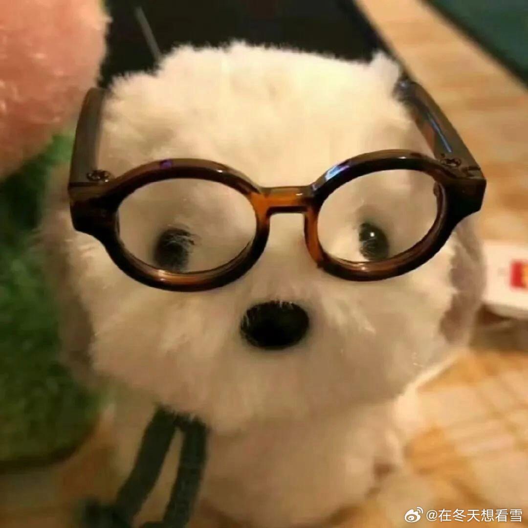 𝗪𝗲𝗖𝗵𝗮𝘁 这么有班味的小狗头像谁会不喜欢呢
