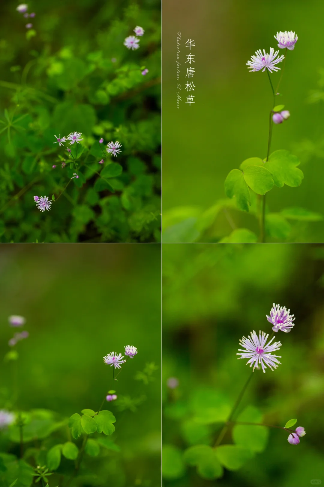 那些花儿||华东唐松草