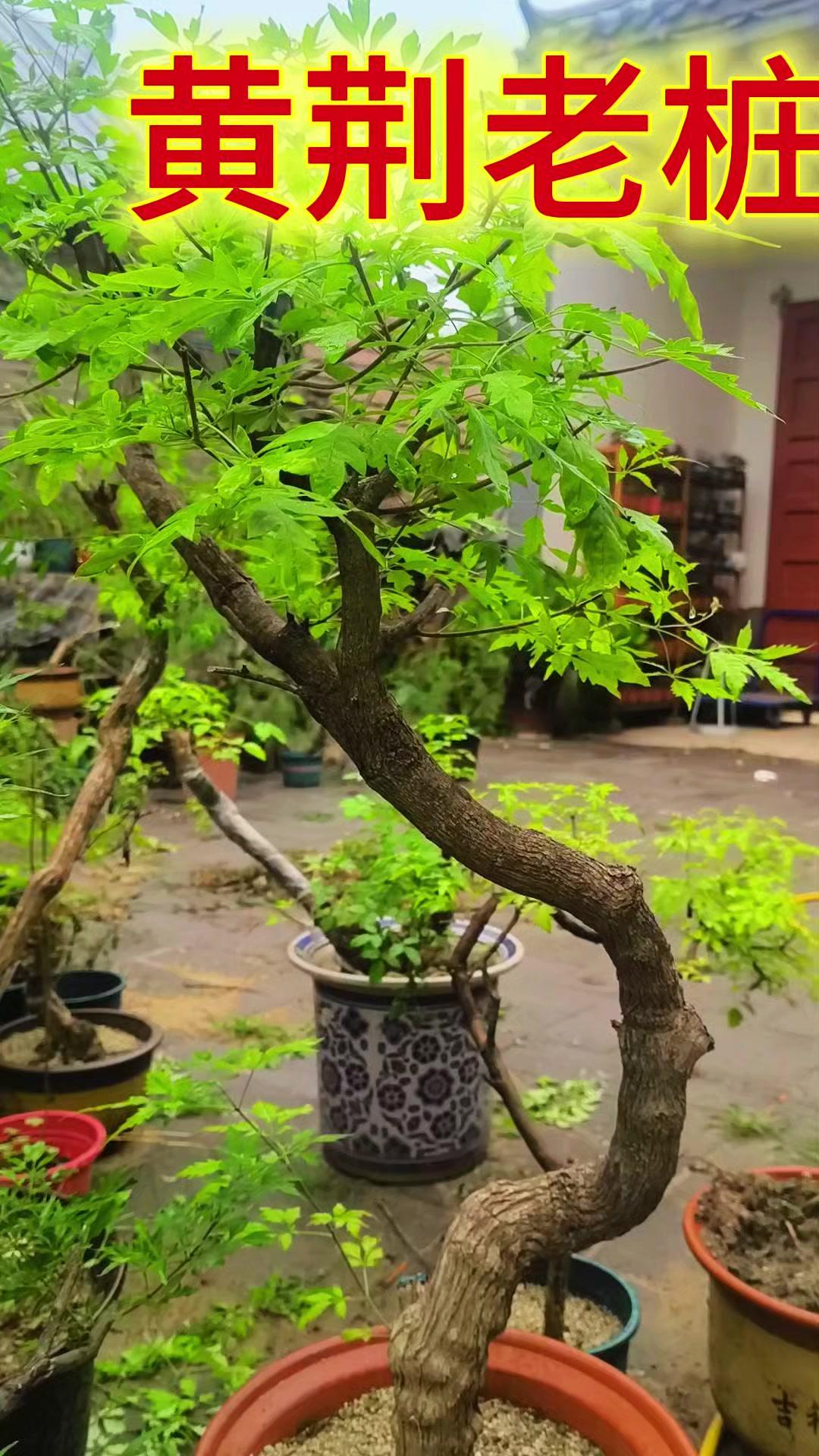 🌿这棵就是大名鼎鼎的黄金树，古有“黄金条下出人才”的说法，足见其受欢迎程度。它