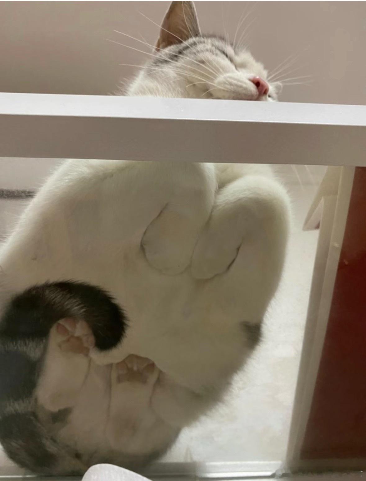 原来小猫是这样卧的 