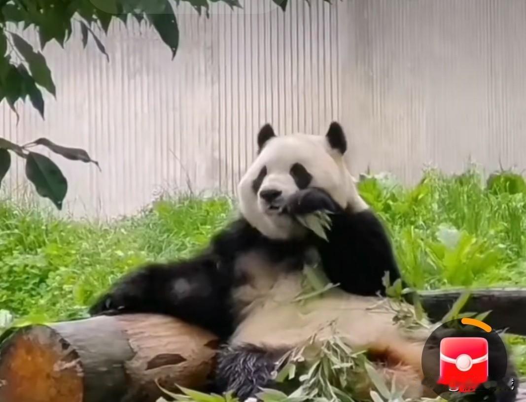 想去神树坪去看福宝干饭
看她吃笋笋的可爱样子
看她看到小苹果眼里发光的样子