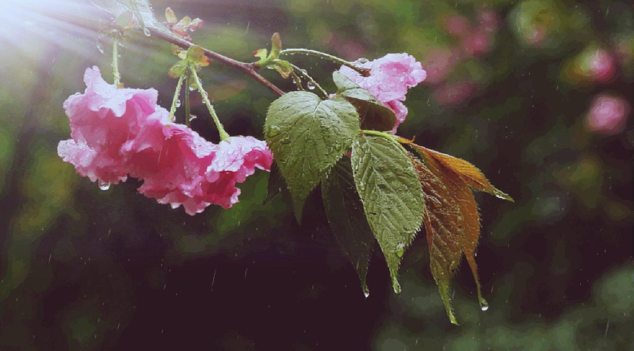 幸福，在于爱，在于遗忘……

今天下午，下了一场春雨，这场雨下得很有意思，时而小