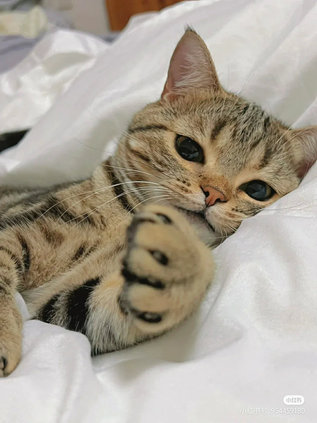 我：睡醒就能看见最爱的喵喵，真的感觉好幸福！猫🐱：睡醒了这个铲屎的还在这，还挺