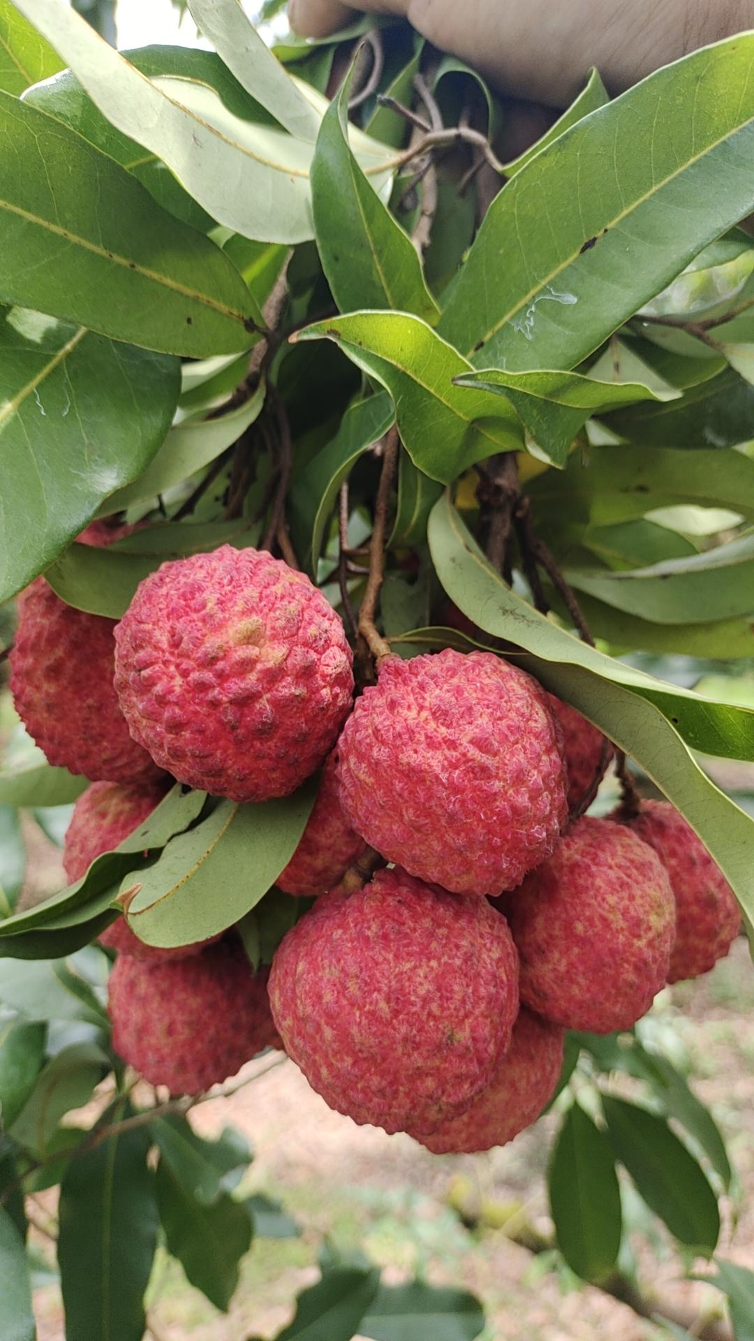 从化糯米糍自家果园