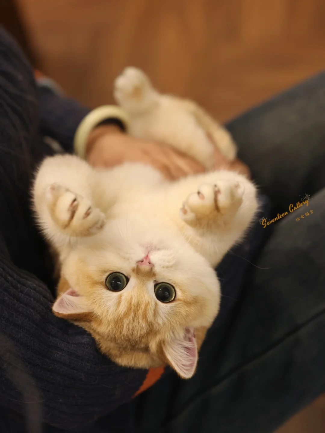 不是Ai是纯手搓小猫｜金渐层短毛✨