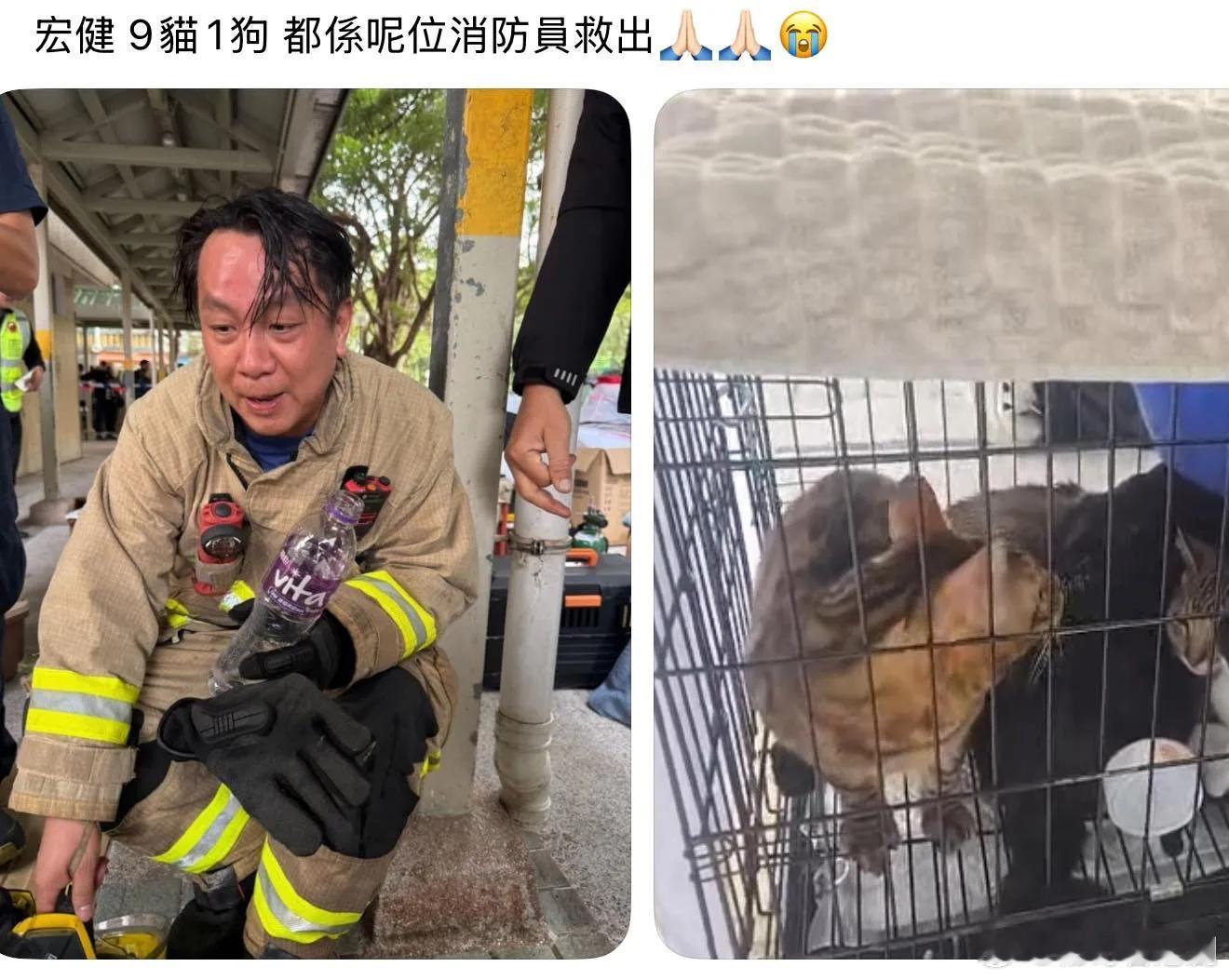 大埔宏福苑｜消防員勇救9貓1狗 網民爆喊感謝付出：真正英雄.大埔宏福苑五級火引全