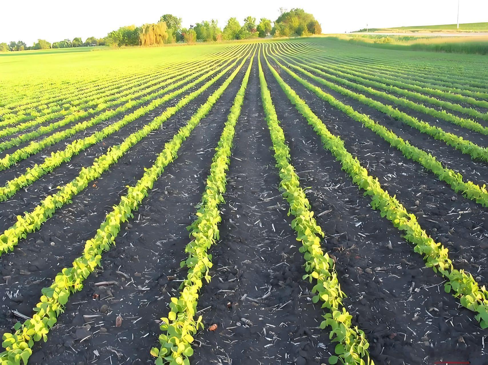 谁能想到土壤是植物熬出来的，早期小植物一代代用生命积累有机质，慢慢改造岩石，每一