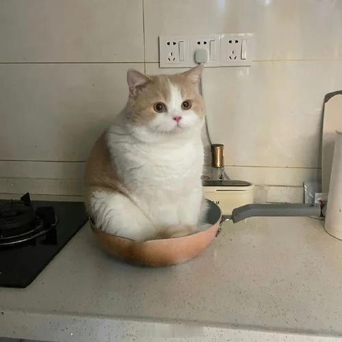 北冥有猫，其名为喵，喵之大，一锅炖不下#萌宠##伪造事件录# ​​​