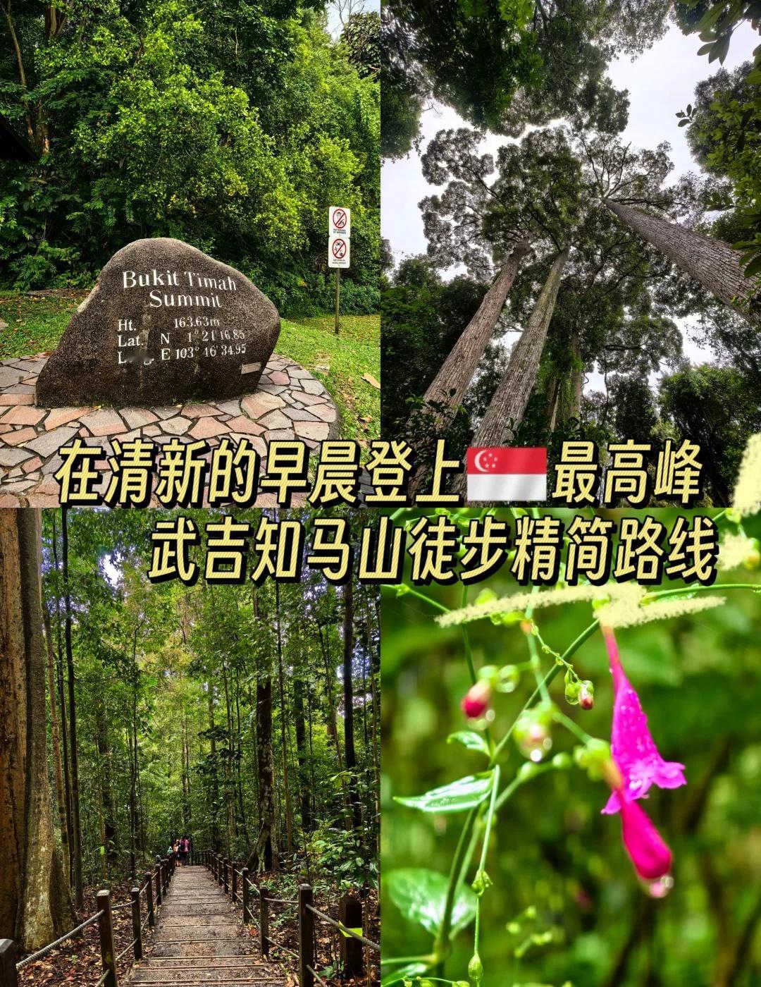 🇸🇬新加坡最高峰⛰️武吉知马山徒步
刚走完的新鲜攻略，带着早上清新的露珠😌