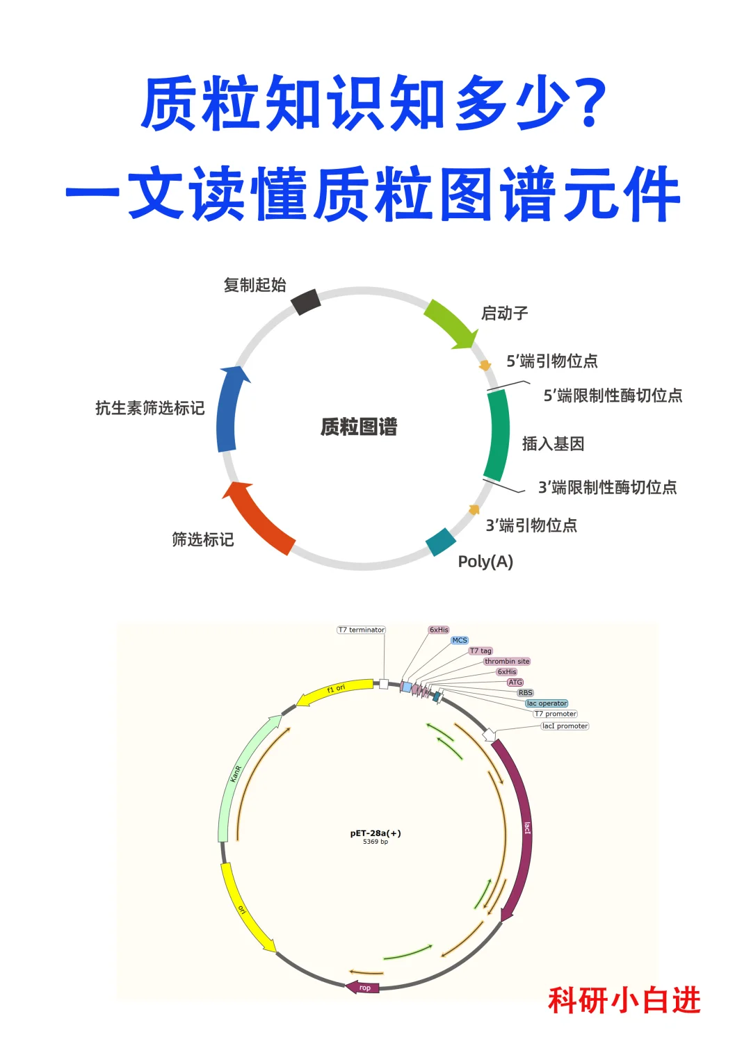 🔥干货分享｜五分钟教会你读懂质粒图谱元件