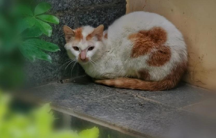 1500多只猫被残忍虐杀，
只为了拍成视频获得金主的打赏。
以领养的名义获取小猫