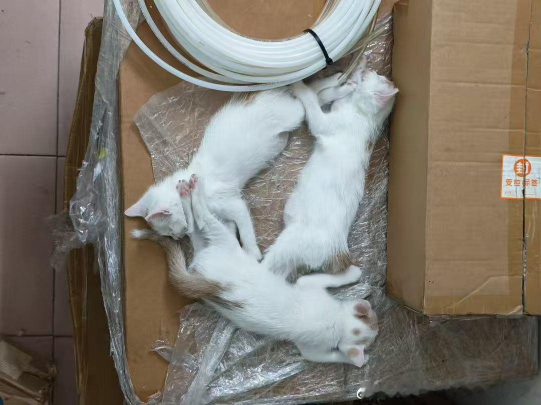 ❗【领养】肇庆领养 🐱佛山领养 信息：都是刚出生几个月的小奶猫健康状况：未绝育