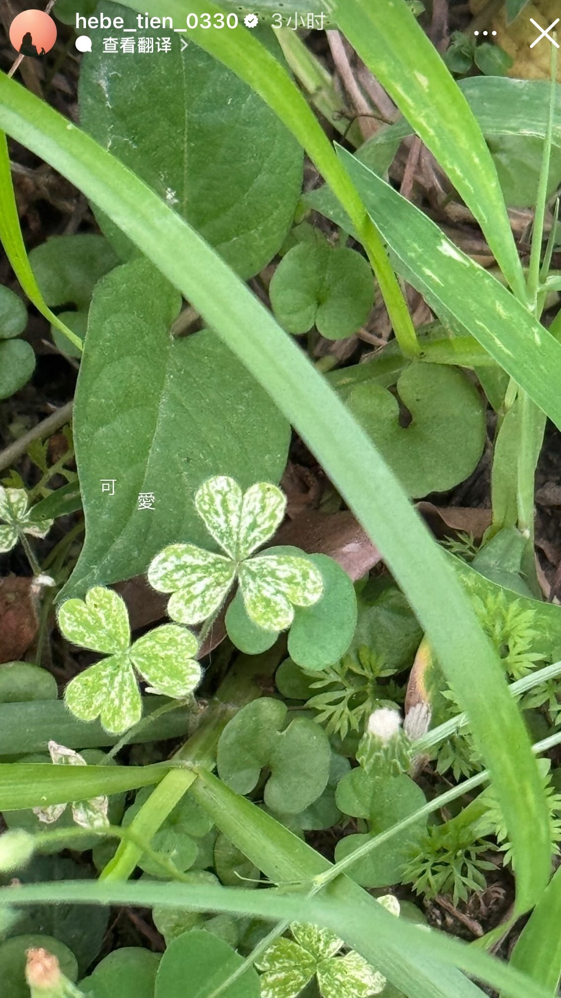 田馥甄偶遇三叶草☘️ ​​​