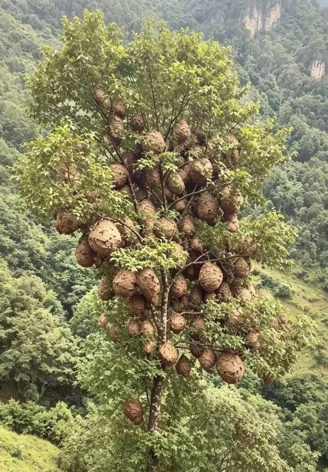 你们见过树上挂满马蜂窝的场面吗！
整棵大树枝桠上，到处都是硕大的马蜂窝，密密麻麻