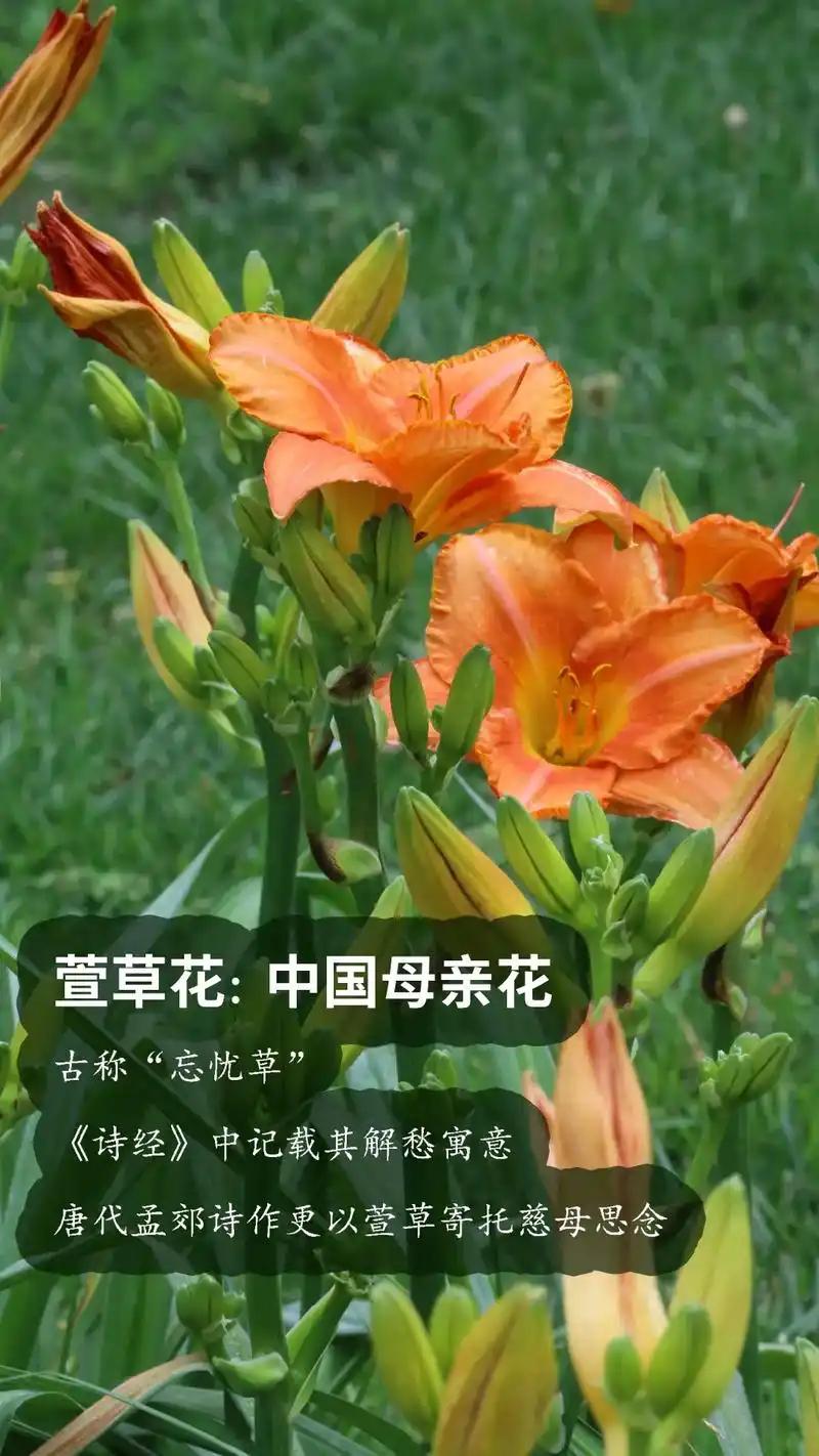 中国母亲花
       2026年，我遇见了中国母亲花——萱草花。它金黄灿烂，