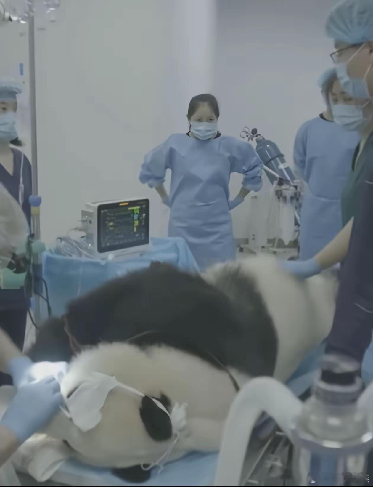 最近一只熊猫在医院做ct，结果全医院的医生都跑去撸猫了。一开始医生叫号的时候，还