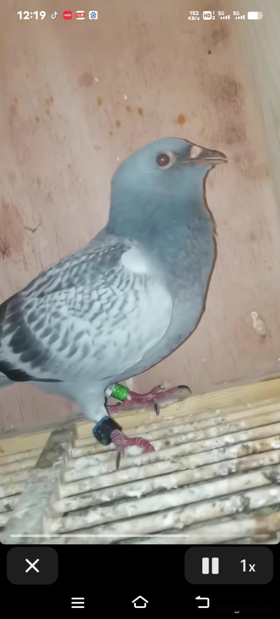 养鸽的大爷反复发烧不退，医生一查才发现，问题竟出在他天天照料的鸽子身上！最近武汉