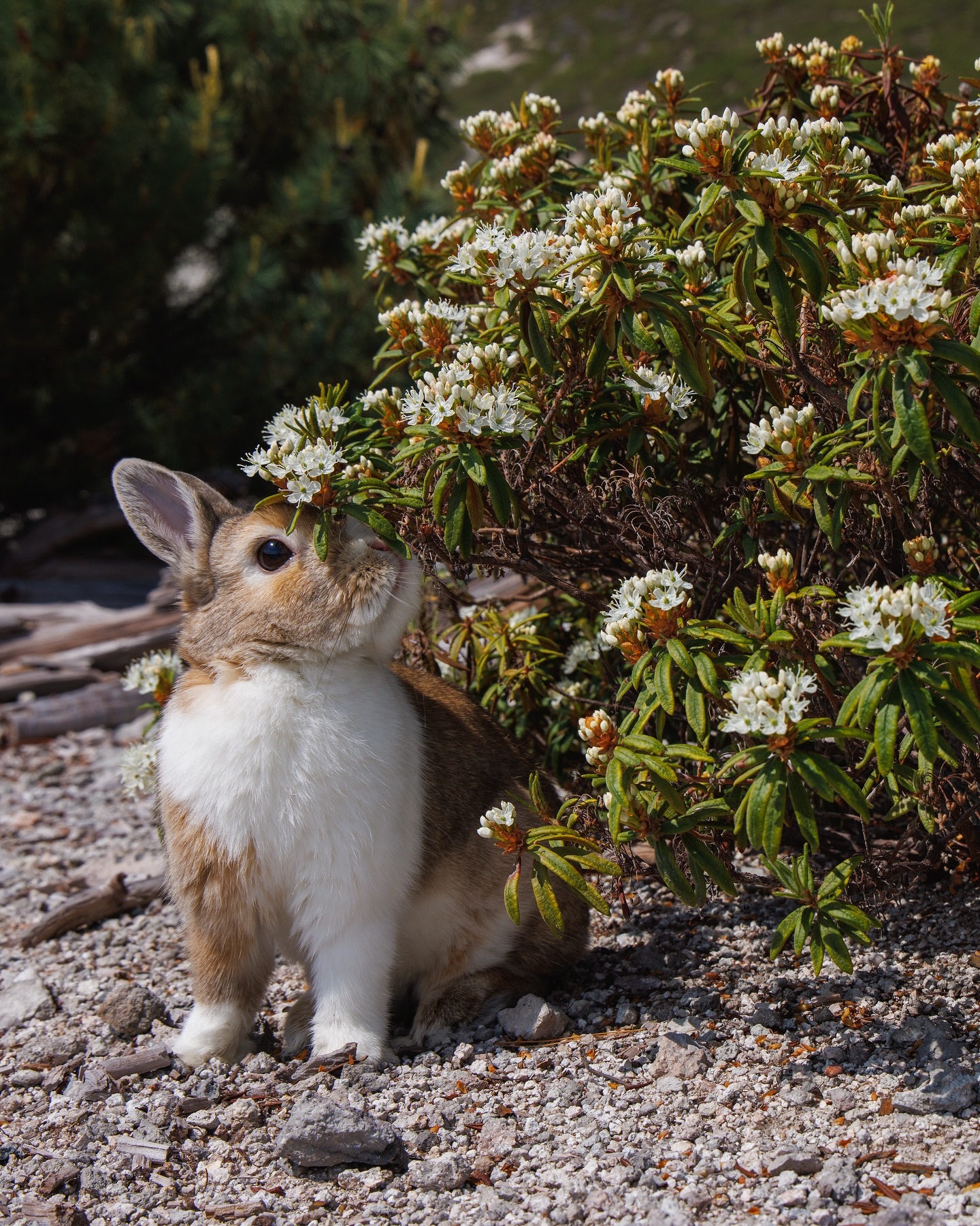 兔兔与四季~~₍ ᐢ. ̫ .⑅ᐢ ₎【ins：yukawatanabe0618