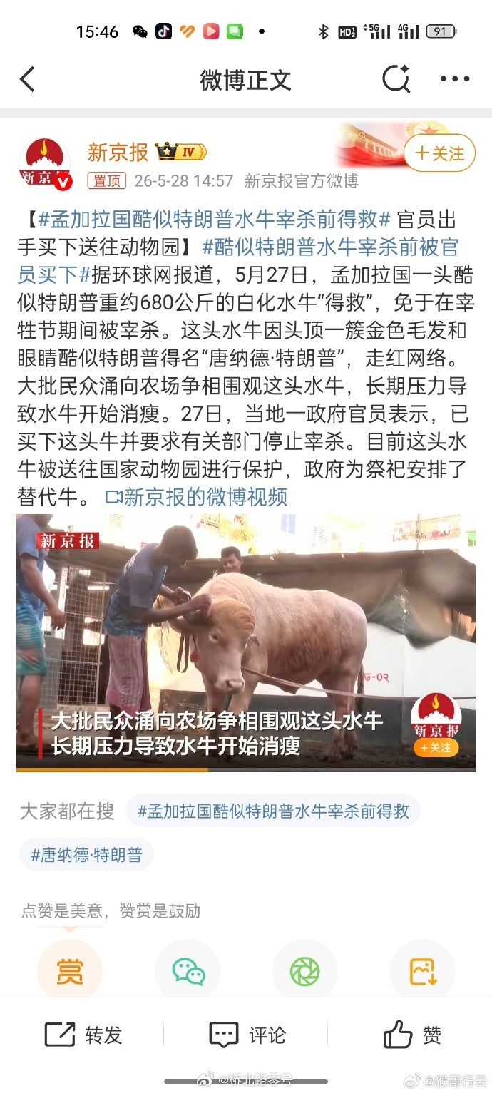 酷似特朗普水牛宰杀前被官员买下这事，特朗普本尊知道吗？ 