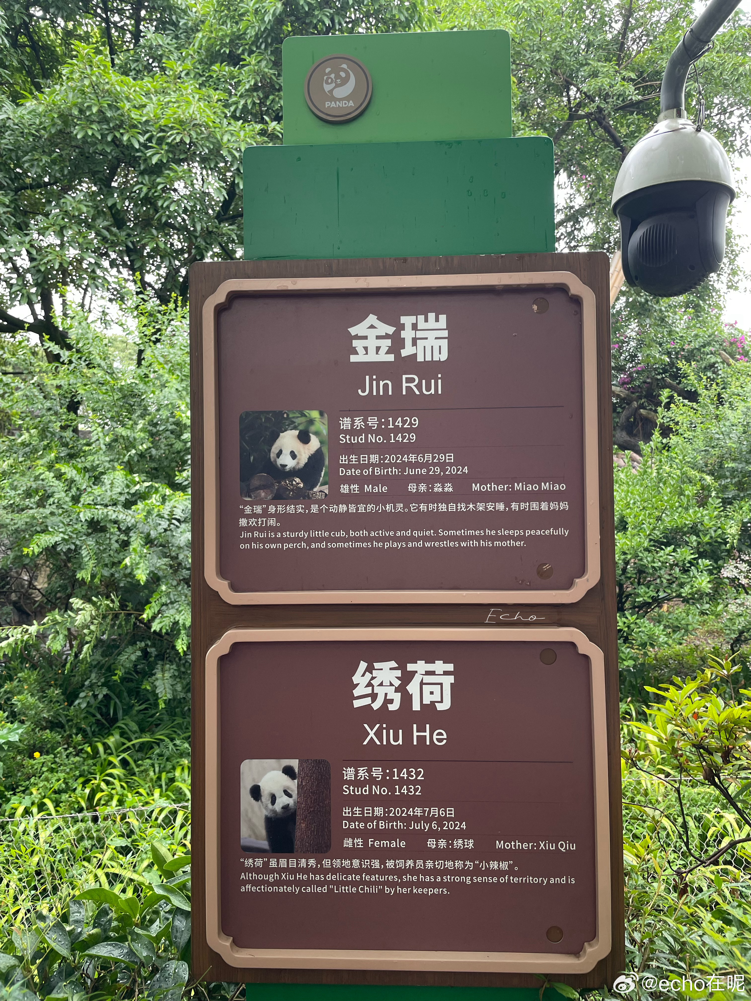 大熊猫绣荷  7.27小球球和Jerry合班，今天第一天外场，幼儿园生活开始了 