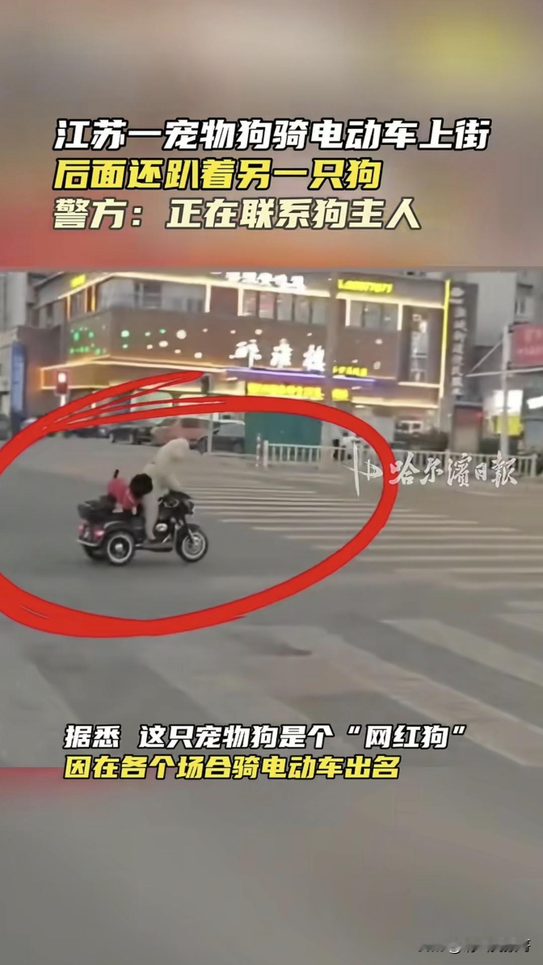 有人就是吃饱了撑得，让自家的宠物狗骑电动车拉着另一条狗，在繁华的路口穿梭，也不怕