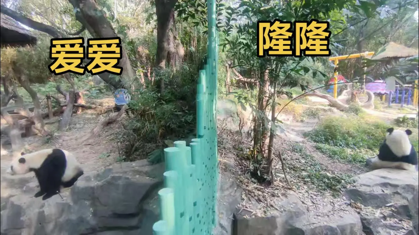 隆隆爱爱姐弟同框😄
