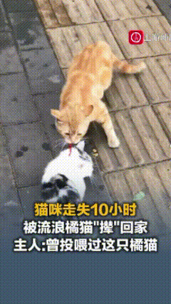 北京，一猫咪走失10小时，被主人投喂过的流浪橘猫“撵”回家，主人：曾投喂过这只猫