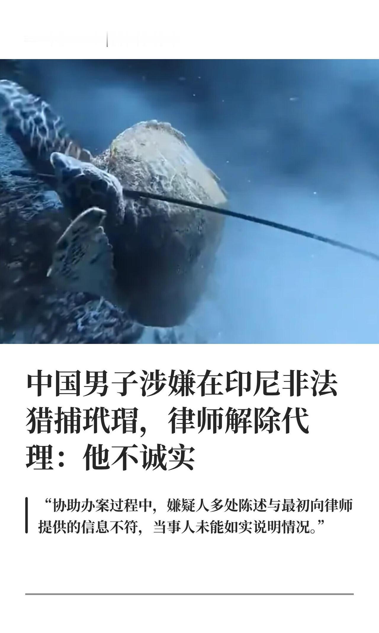这事儿最近又出新反转了，挺魔幻的。

之前那个在印尼潜水解猎玳瑁的中国爷们儿商魏