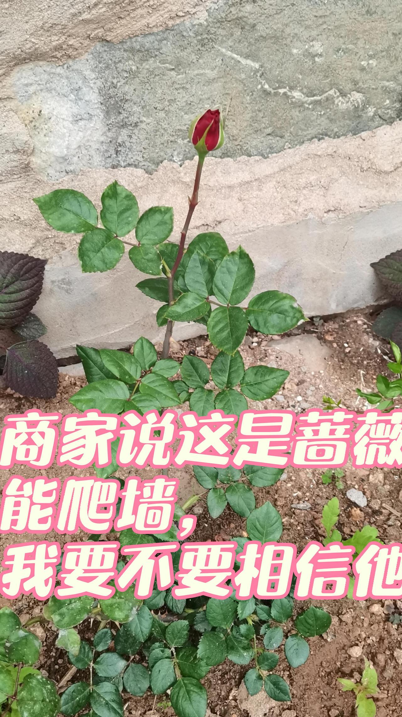 那些年
买过的花
走过的路