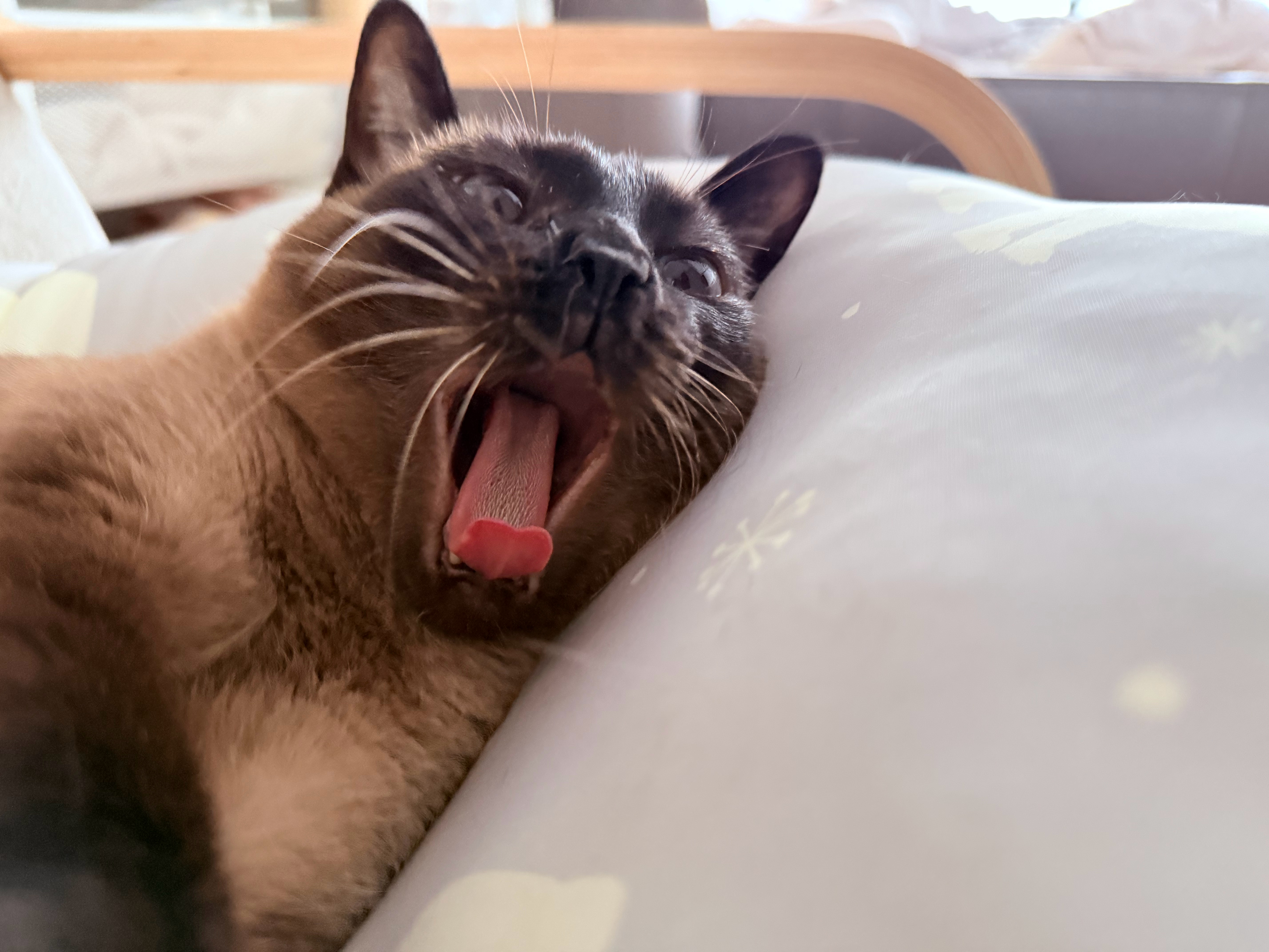 除夕快乐呀吼吼大家晚上吃什么好吃的！！！ 