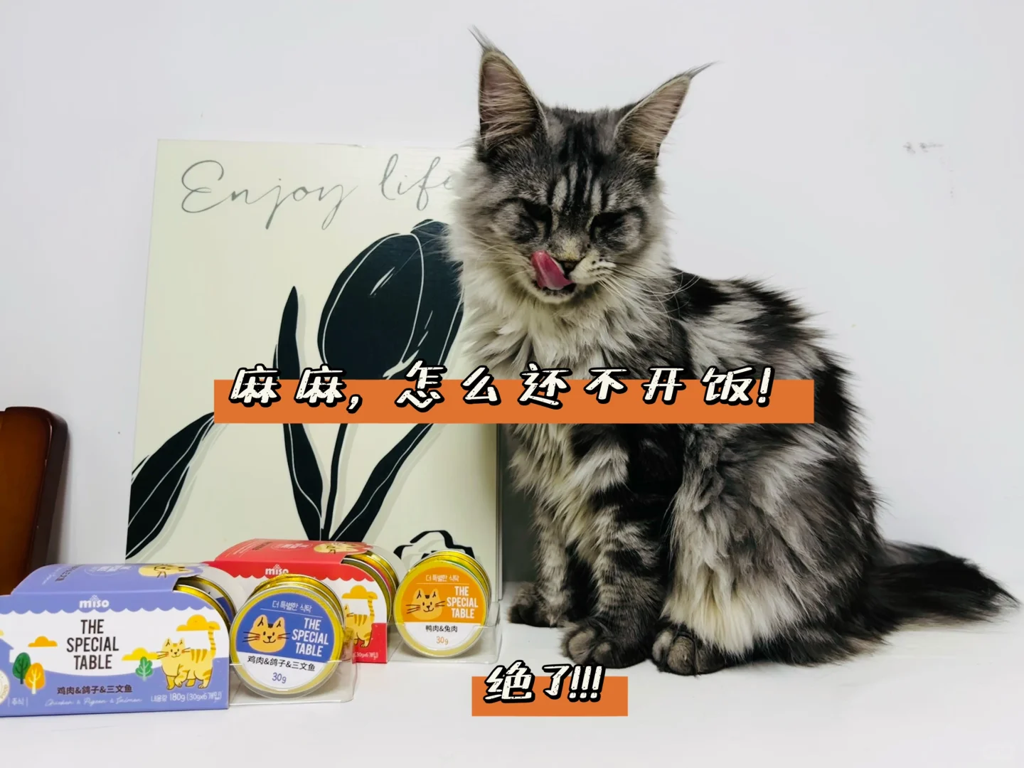 舔舔乐才是猫咪最爱啊！