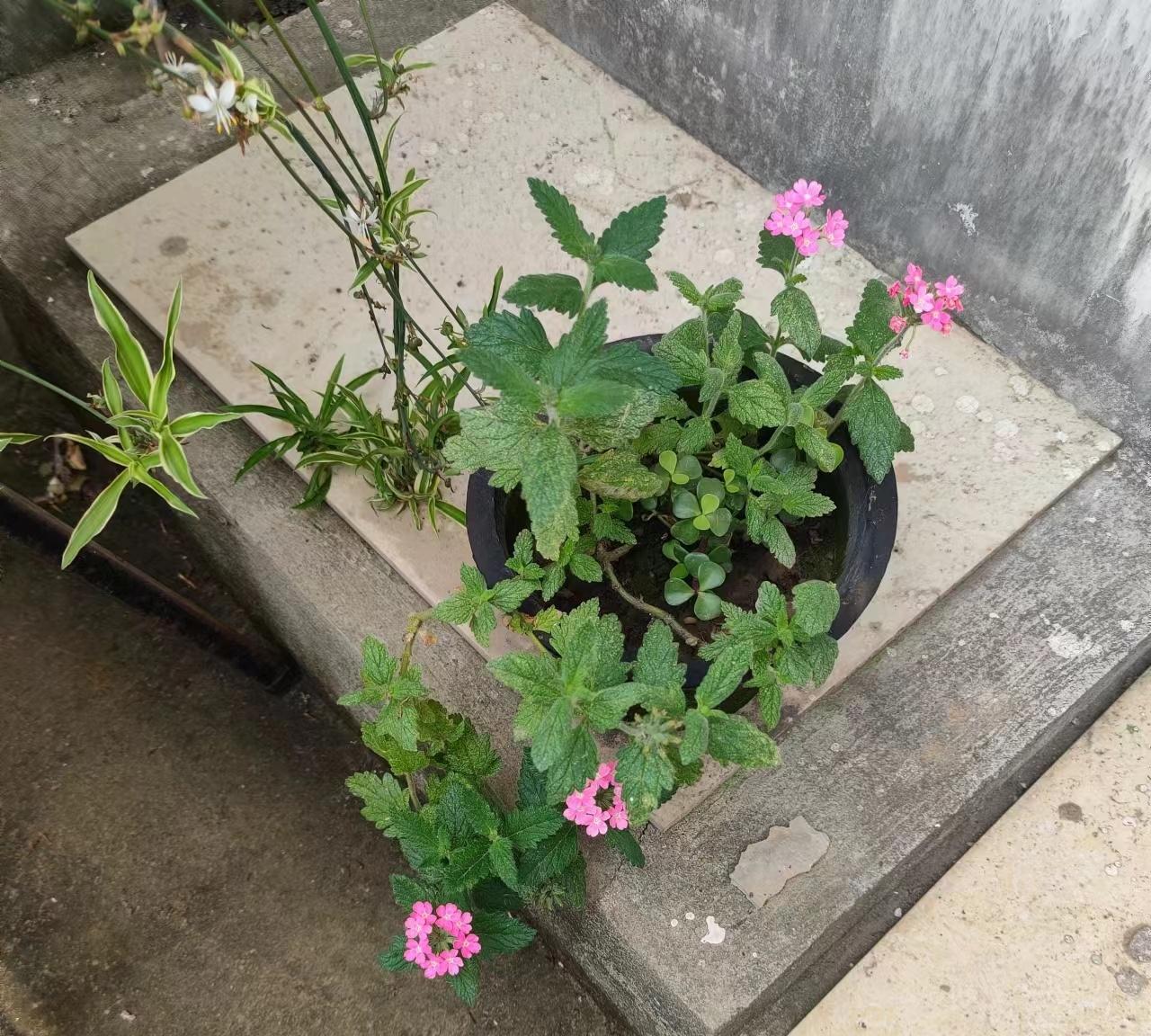 晒图笔记大赛小花也美丽。